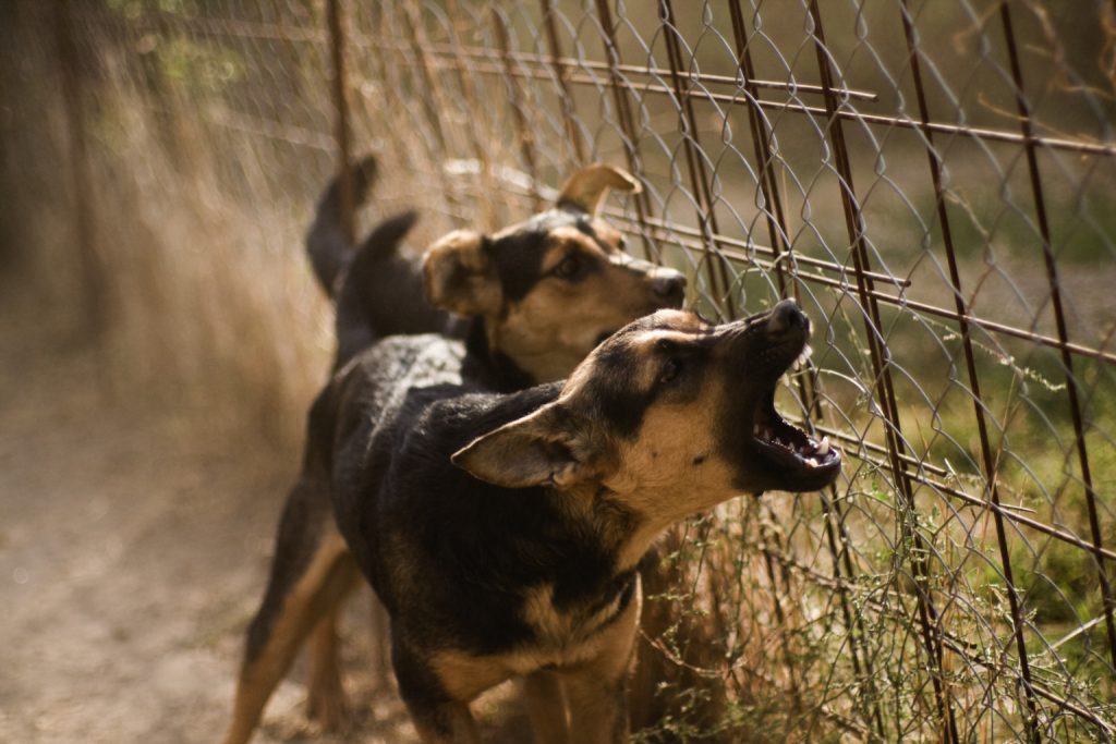 Collingswood dogs barking at fence.